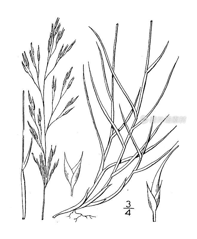 古董植物学插图：Muhlenbergia pungens，Praire Muhlenbergia